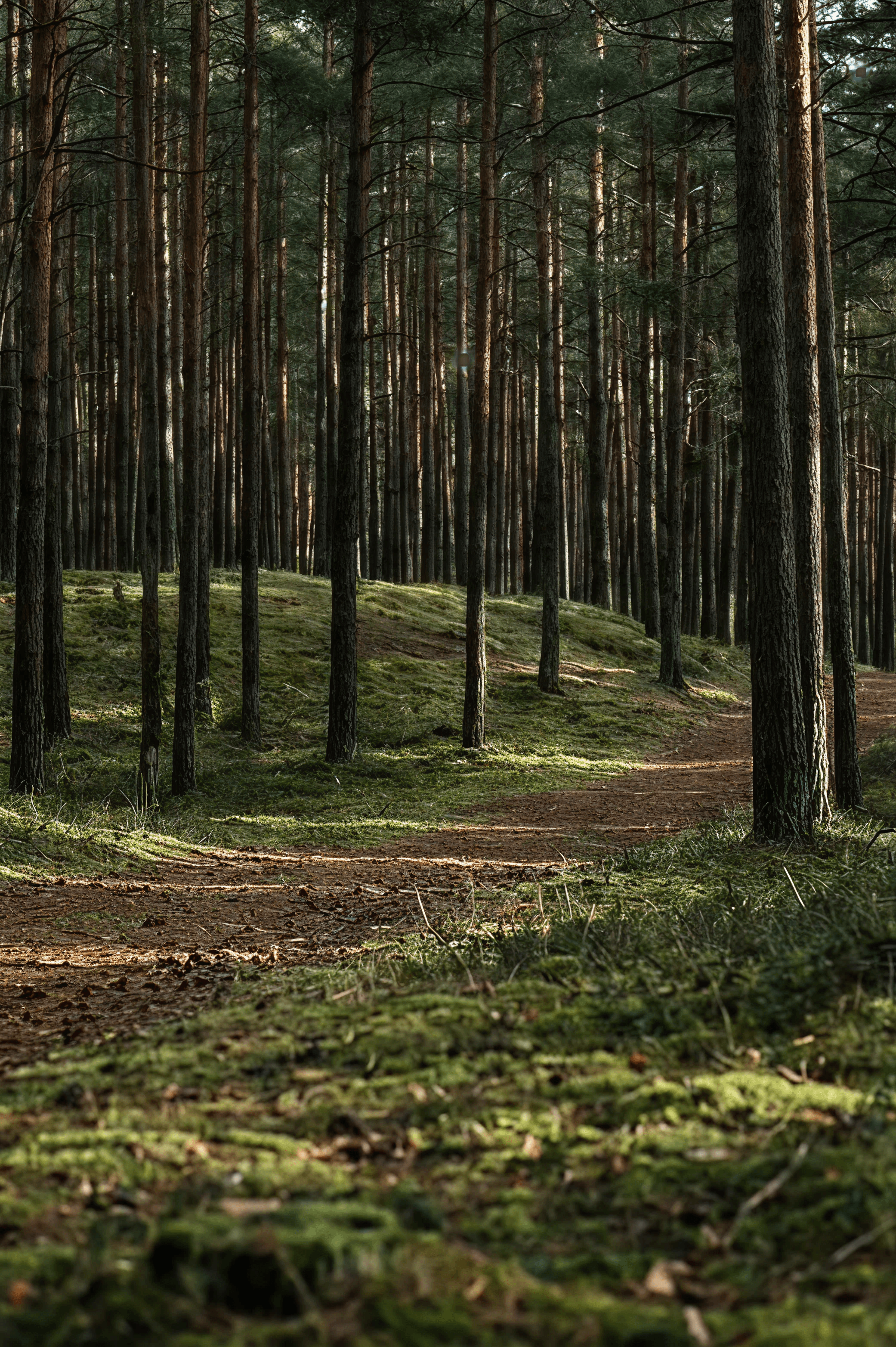Kokneses pag., Aizkraukles nov.