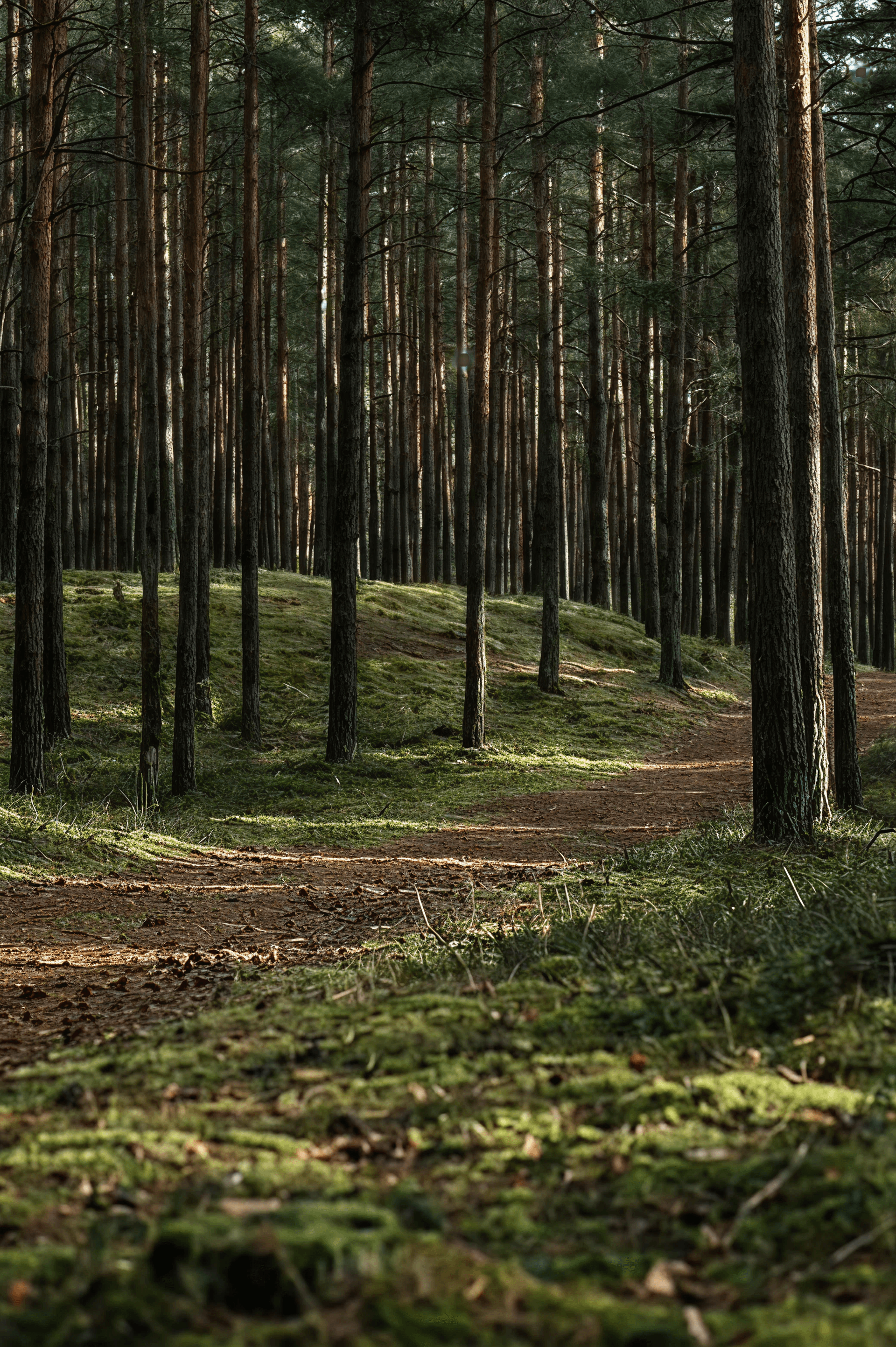 Meža ainava Madonas novadā